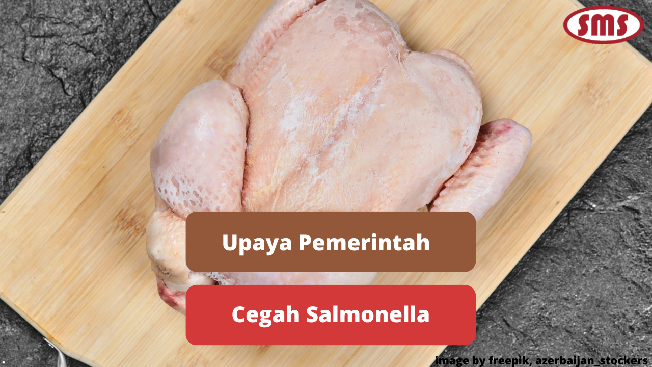 Berikut Upaya Yang Dapat Dilakukan Pemerintah Untuk Mengatasi Salmonella Daging Ayam